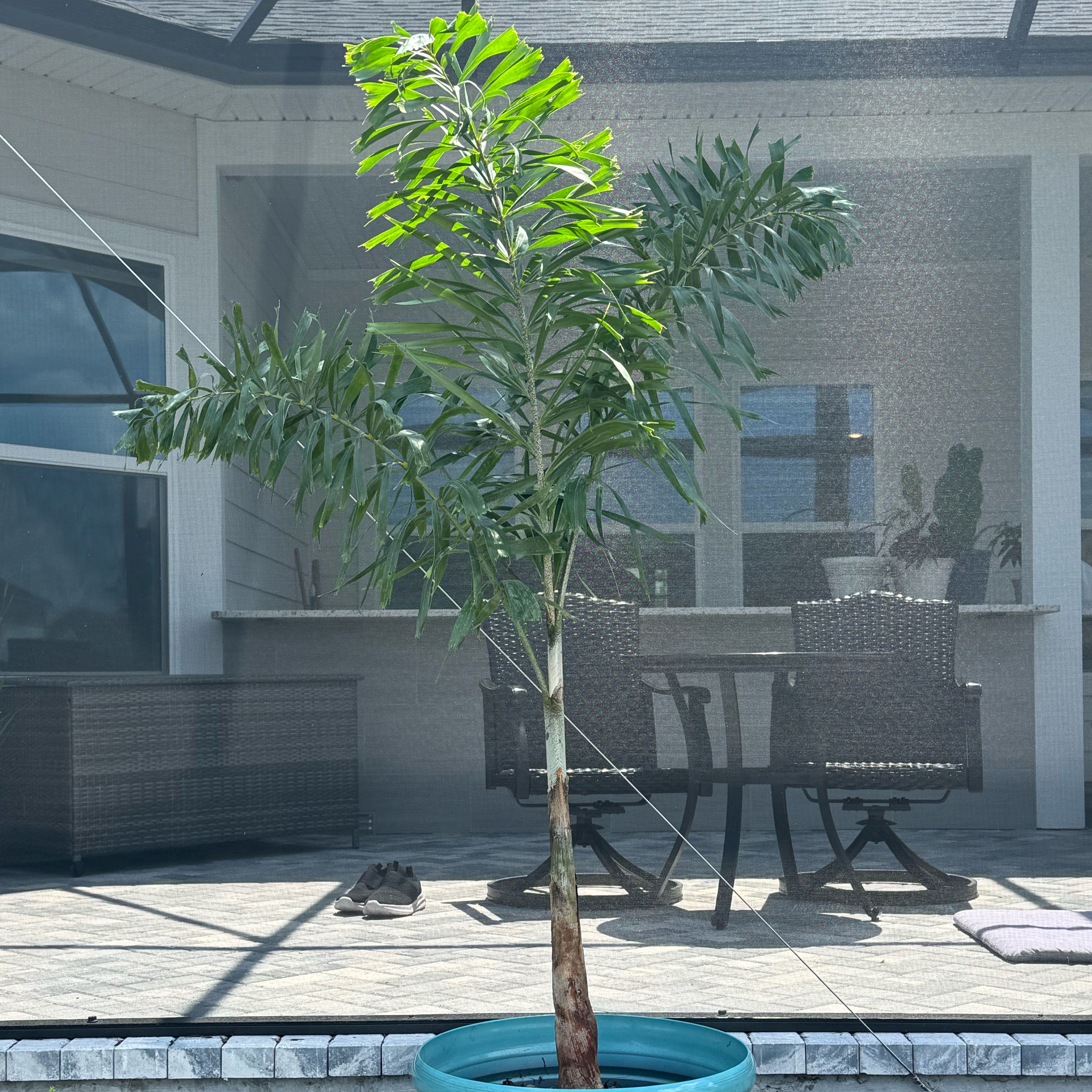 Photo of the plant species Wodyetia by @SportMoneytree named Foxtail Palm - Wodyetia  bifurcata on Greg, the plant care app