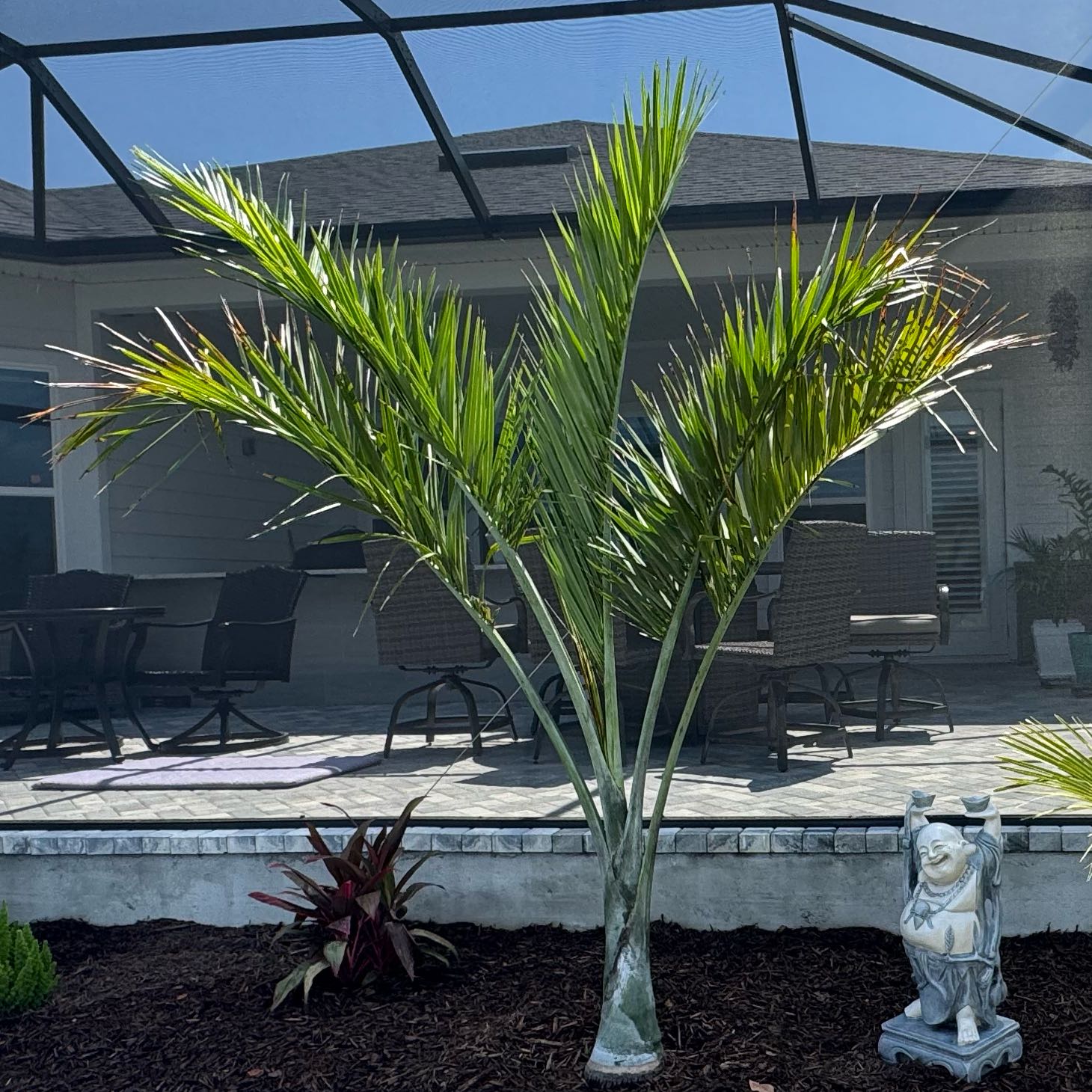Photo of the plant species Buccaneer Palm by @SportMoneytree named Pseudophoenix sargentii on Greg, the plant care app