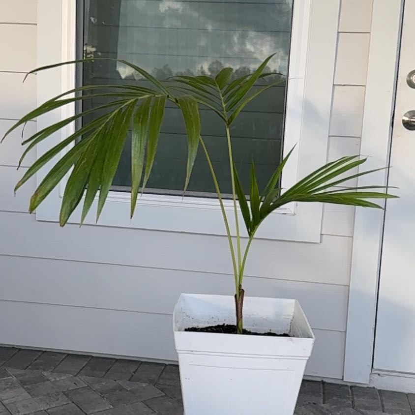 Plant care for Samoan Palm on Greg, the plant care app
