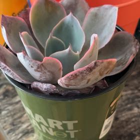 Photo of the plant species Echeveria 'Andromeda' by @LeadPileamojito named Harmony on Greg, the plant care app