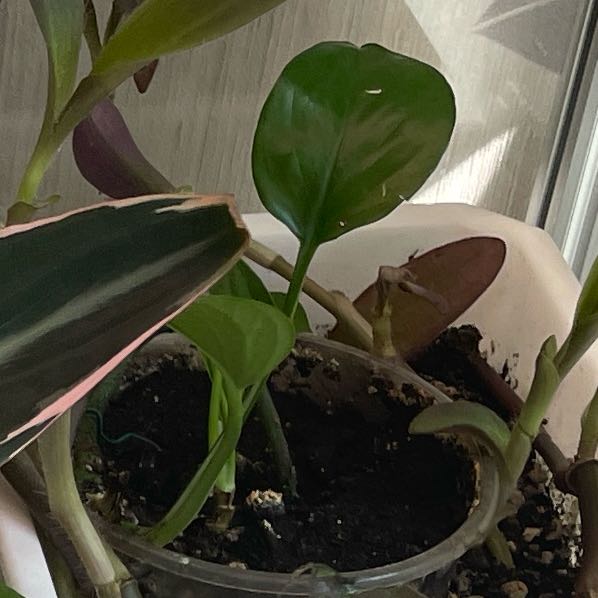 Photo of the plant species Pothos 'Green Queen' by @ProperRhodotus named Harry on Greg, the plant care app