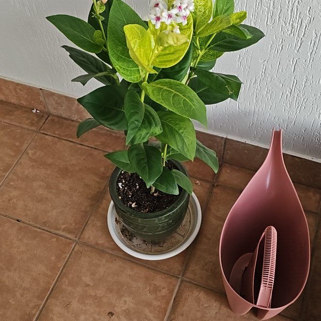 Photo of the plant species Carruthers' Falseface by @UberCorndaisy named Tree Diddy on Greg, the plant care app