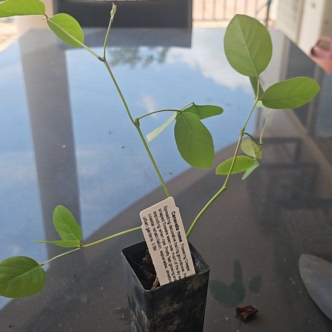 Photo of the plant species Bay Bean by @UberCorndaisy named Coco on Greg, the plant care app