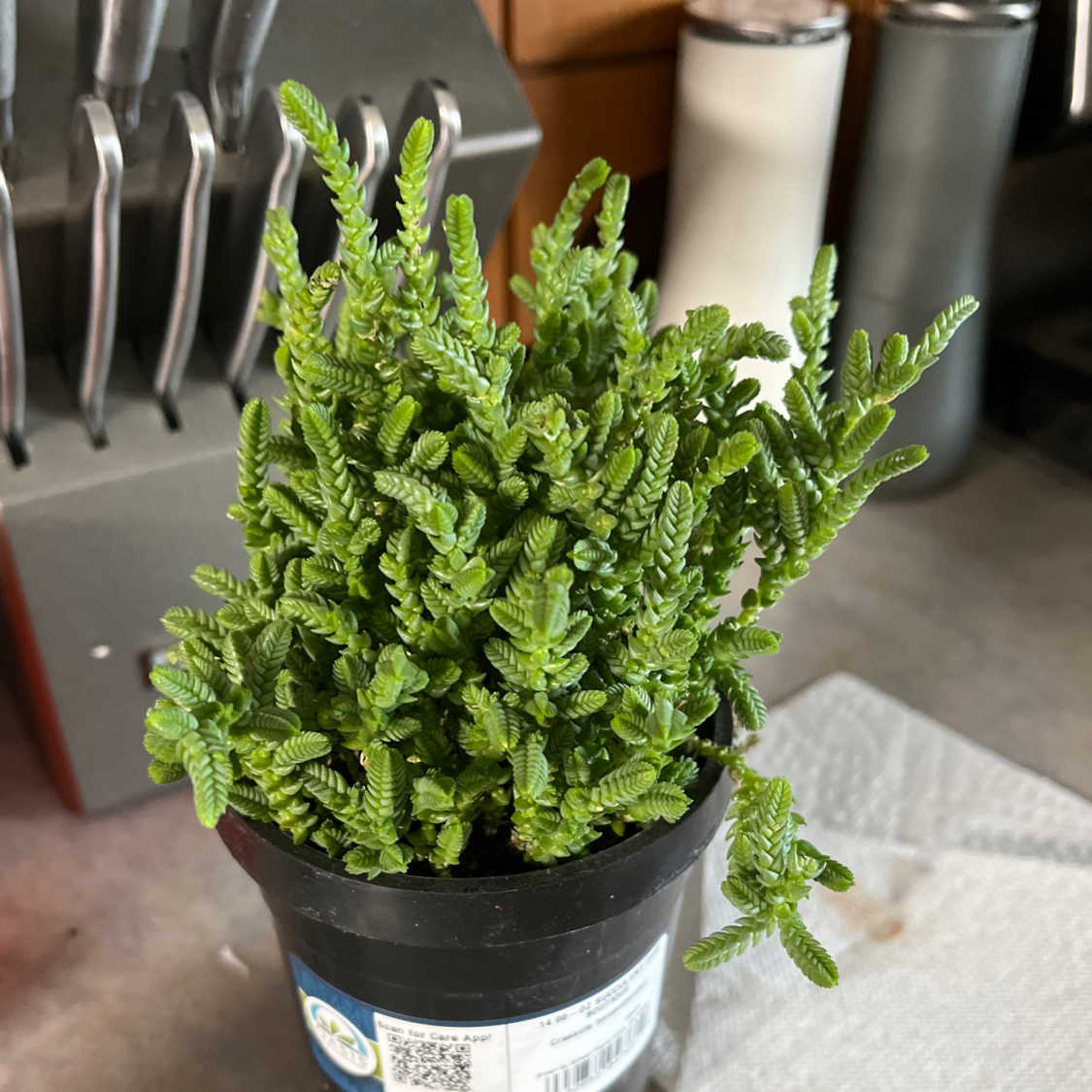 Photo of the plant species Water Chain by @PetBuffelgrass named Sage on Greg, the plant care app