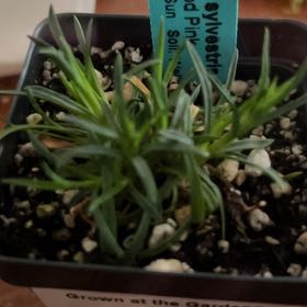 Photo of the plant species Allwood Pink by @UnruffledBlue named Zion on Greg, the plant care app