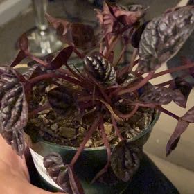Photo of the plant species Schumi Red Peperomia by @CoolLemon named Plato on Greg, the plant care app