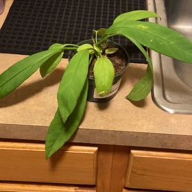 Photo of the plant species Anthurium vittariifolium by @CoolLemon named Cleopatra on Greg, the plant care app