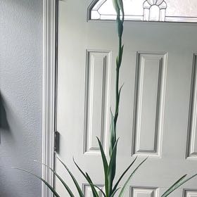 Photo of the plant species Polianthes tuberosa by @HappyRaspberry named Valentina on Greg, the plant care app