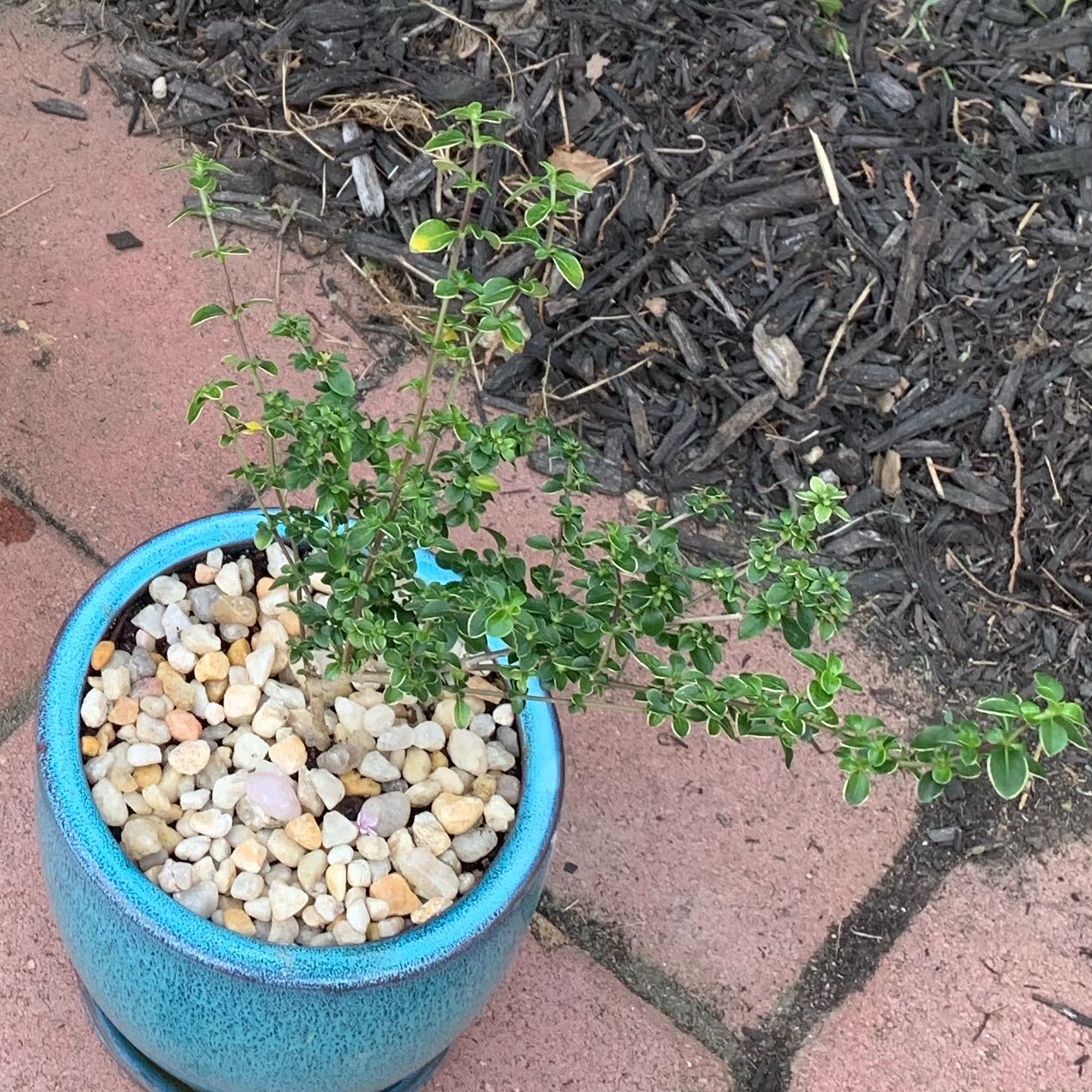 Photo of the plant species Pink Snow Rose by @WittyGoosegrass named nezuko on Greg, the plant care app