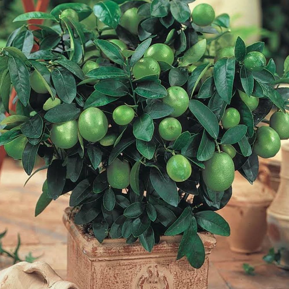 Photo of the plant species Aglaonema 'Key Lime' by Chesly named Keykey on Greg, the plant care app
