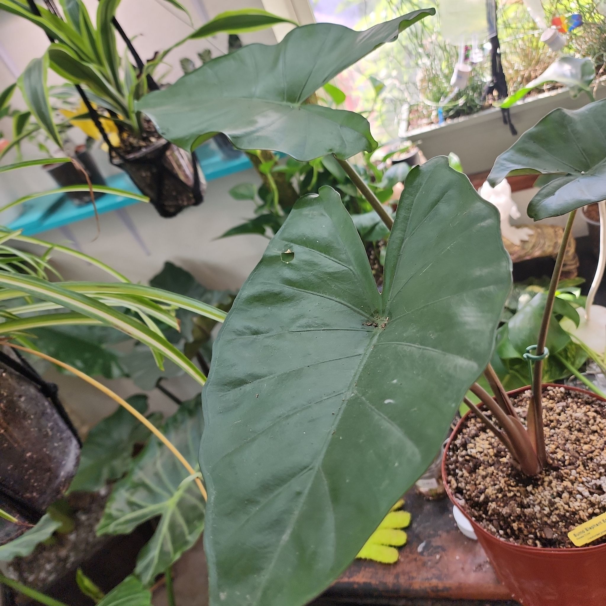 Photo of the plant species Elephant Ear Or Dark Star by @PrimeBluebroom named Gaga on Greg, the plant care app