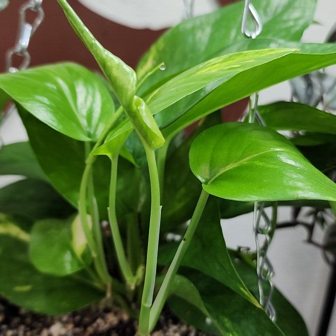 Photo of the plant species Aurea Epipremnum Pinnatum by @PrimeBluebroom named Willow on Greg, the plant care app