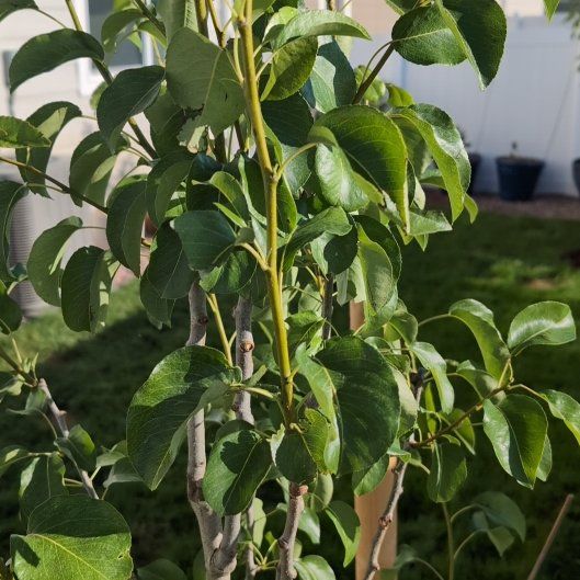 Photo of the plant species European Pear by @MeteoricSedge named Scarlett on Greg, the plant care app