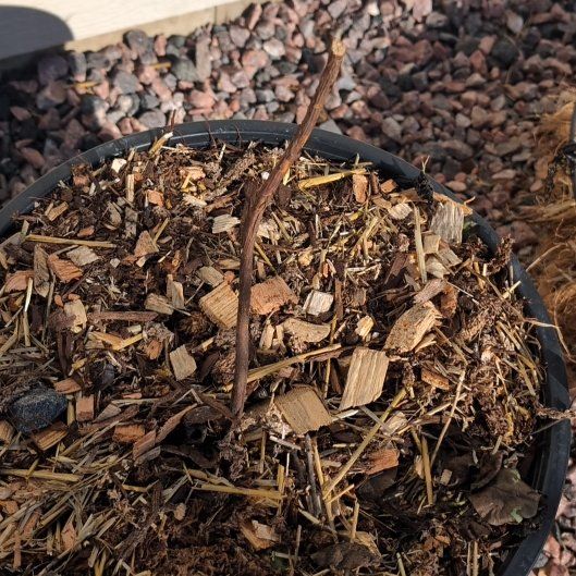 Photo of the plant species Nova Raspberry by @MeteoricSedge named Luna on Greg, the plant care app