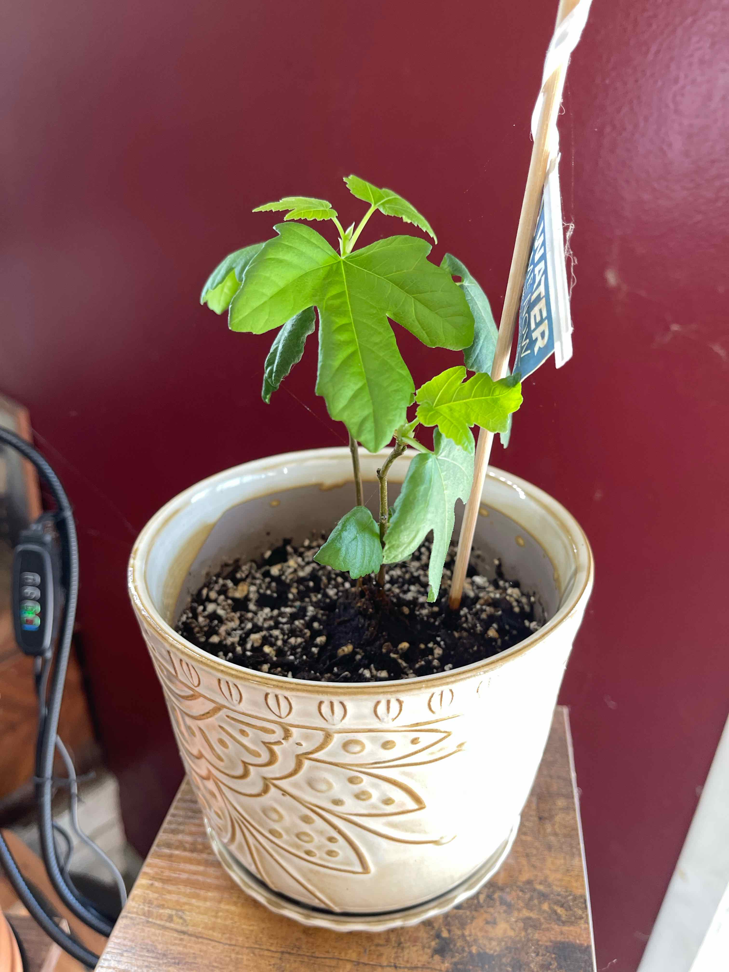 Photo of the plant species Italian Honey Fig by @NovelOlivetree named Walt on Greg, the plant care app