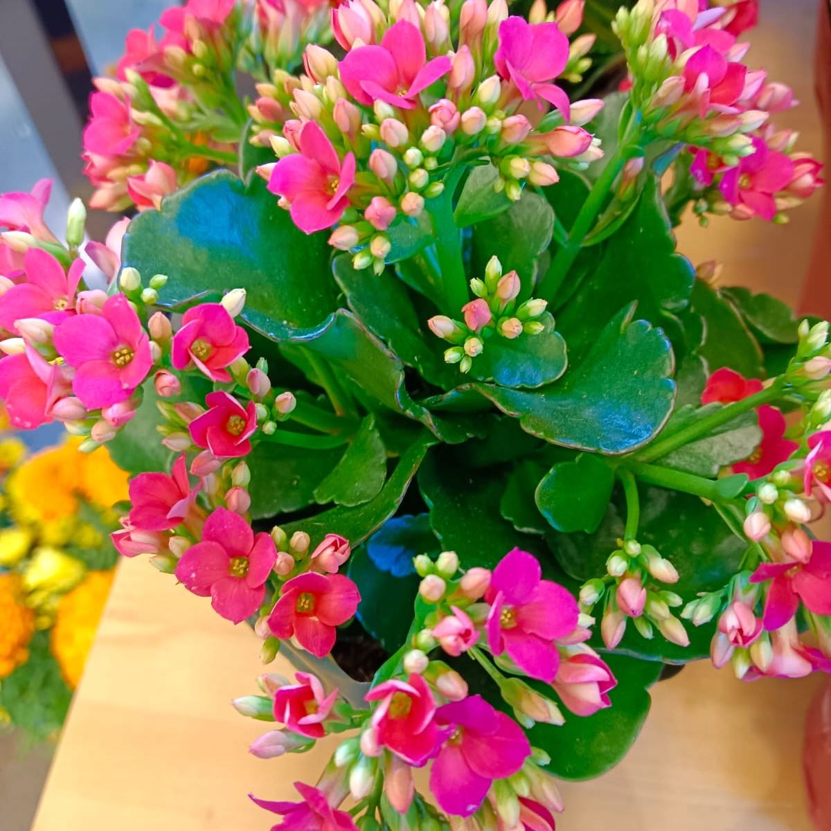 Photo of the plant species Florist Kalanchoe by Arti p named Your plant on Greg, the plant care app