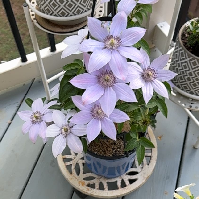 Photo of the plant species Clematis by Arti p named Oscar on Greg, the plant care app