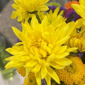 Photo of the plant species Mum by Arti p named Hamilton on Greg, the plant care app