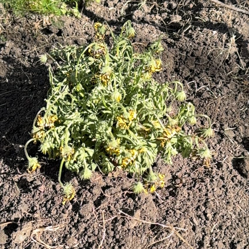Photo of the plant species Zion Blue Denim African Daisy by @FaultlessOrpine named Elina on Greg, the plant care app