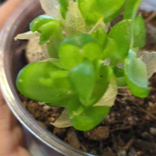 Photo of the plant species Kanna by @PrinceAllotropa named Ronaldo on Greg, the plant care app