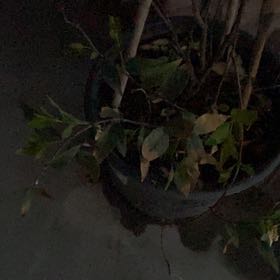 Plant care for Carolina Jessamine on Greg, the plant care app