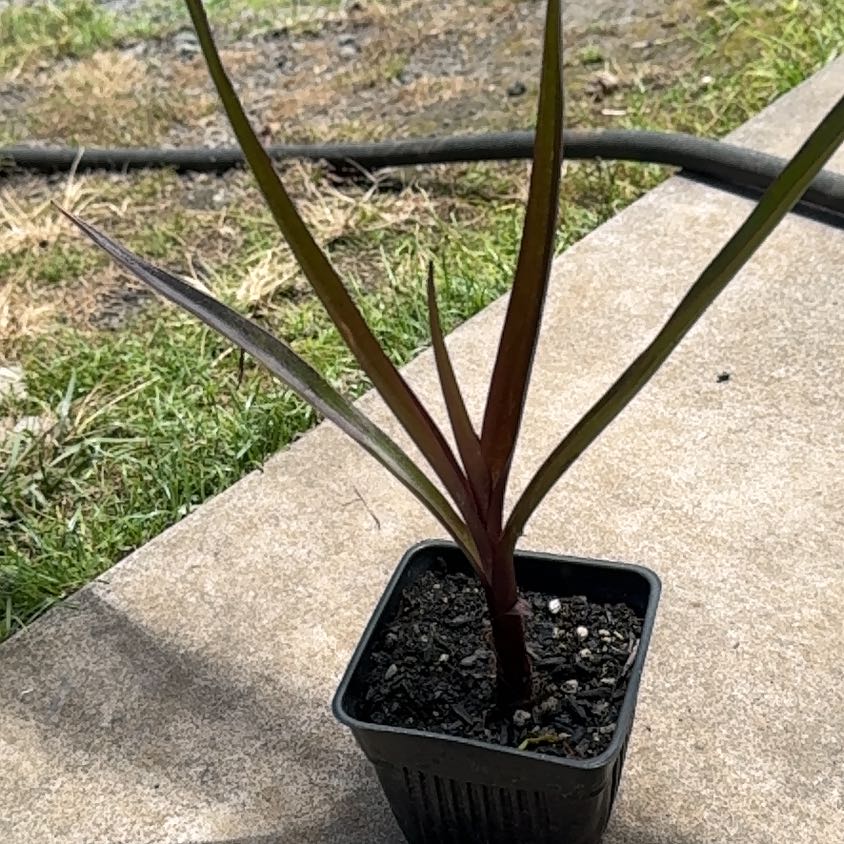 Photo of the plant species Variegated Grand Crinum Lily by @FestiveGasplant named Bruce Lee on Greg, the plant care app