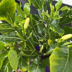 Photo of the plant species Tahitian Gardenia by @FestiveGasplant named Nithin on Greg, the plant care app