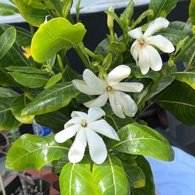 Photo of the plant species Tahitian Gardenia by @FestiveGasplant named Kendall on Greg, the plant care app