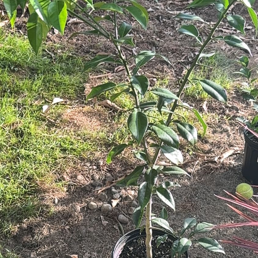 Photo of the plant species Sudachi Hybrid Yuzu by @FestiveGasplant named Tree Diddy on Greg, the plant care app