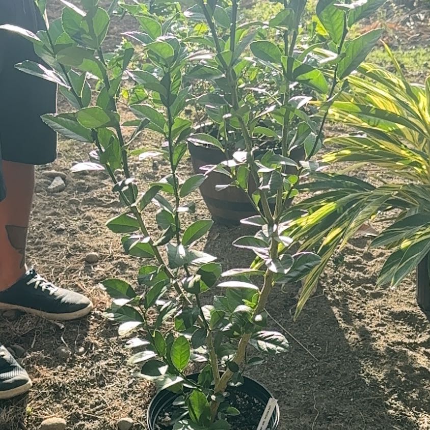 Photo of the plant species Thornless Mexican Lime Tree by @FestiveGasplant named Harmony on Greg, the plant care app