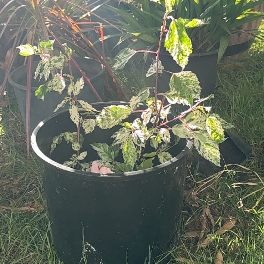 Photo of the plant species Hibiscus 'Snow Queen' by @FestiveGasplant named Marley on Greg, the plant care app