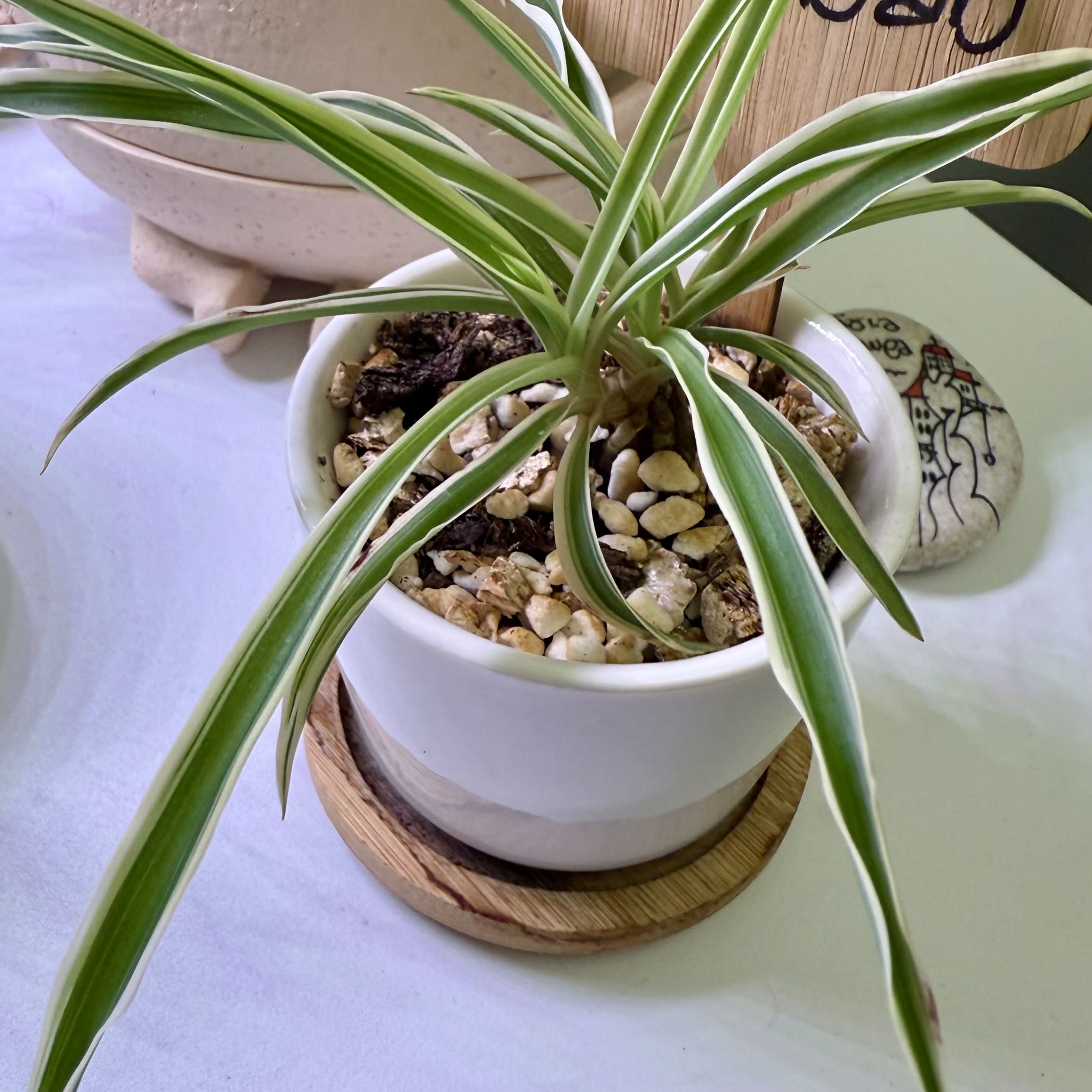 Photo from the post
