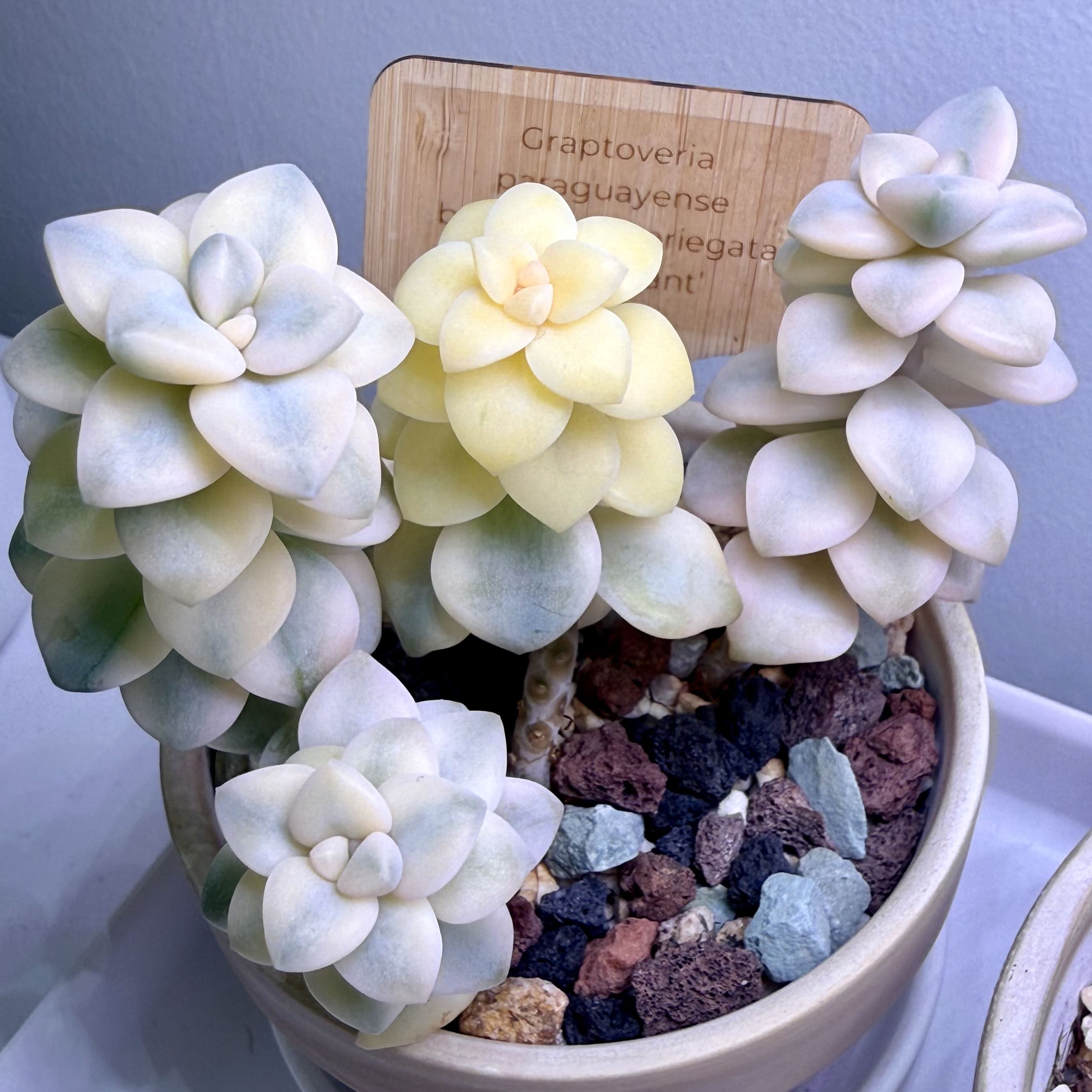 Photo from the post
