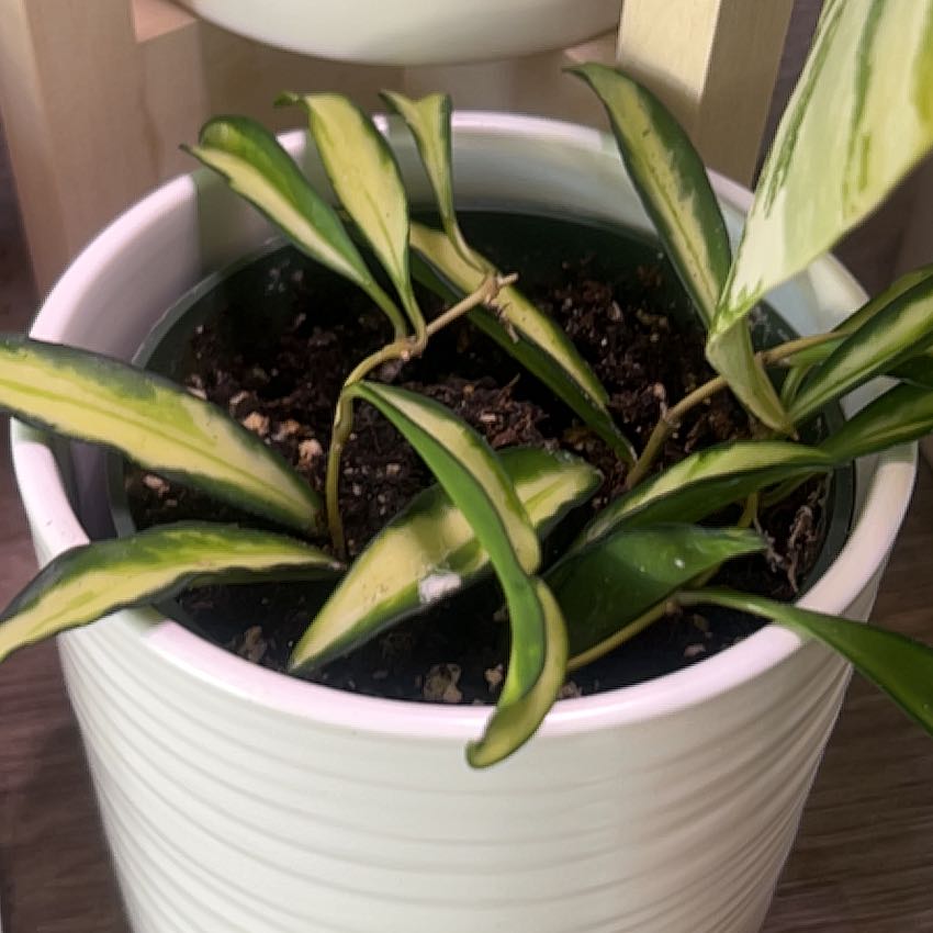 Photo of the plant species Stringbean Hoya by @BeautifulSedge named Trelawney on Greg, the plant care app