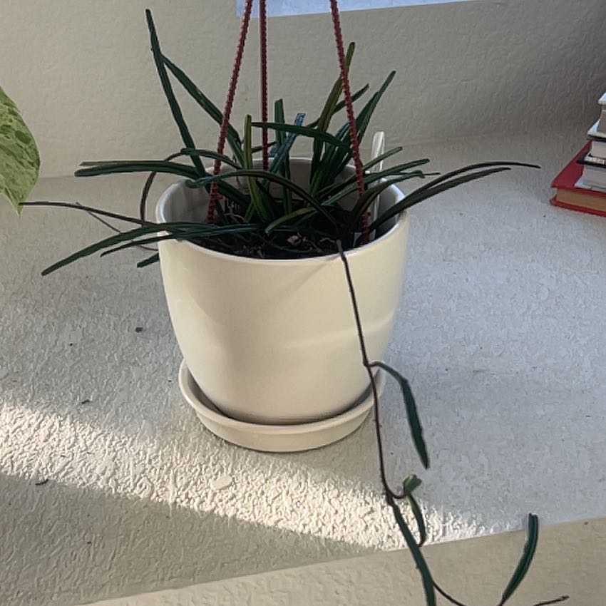 Photo of the plant species Hoya insularis by @BeautifulSedge named Narcissa on Greg, the plant care app