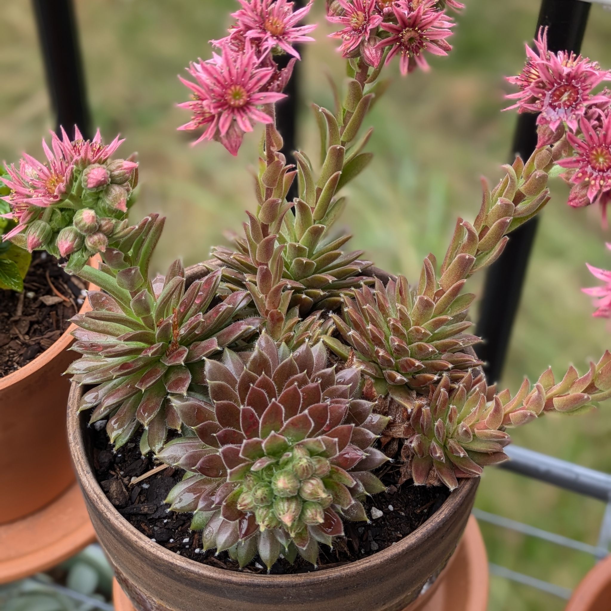 Photo of the plant species Sempervivum 'Pilatus' by @SuburbanWitch named Eternia (Dead) on Greg, the plant care app