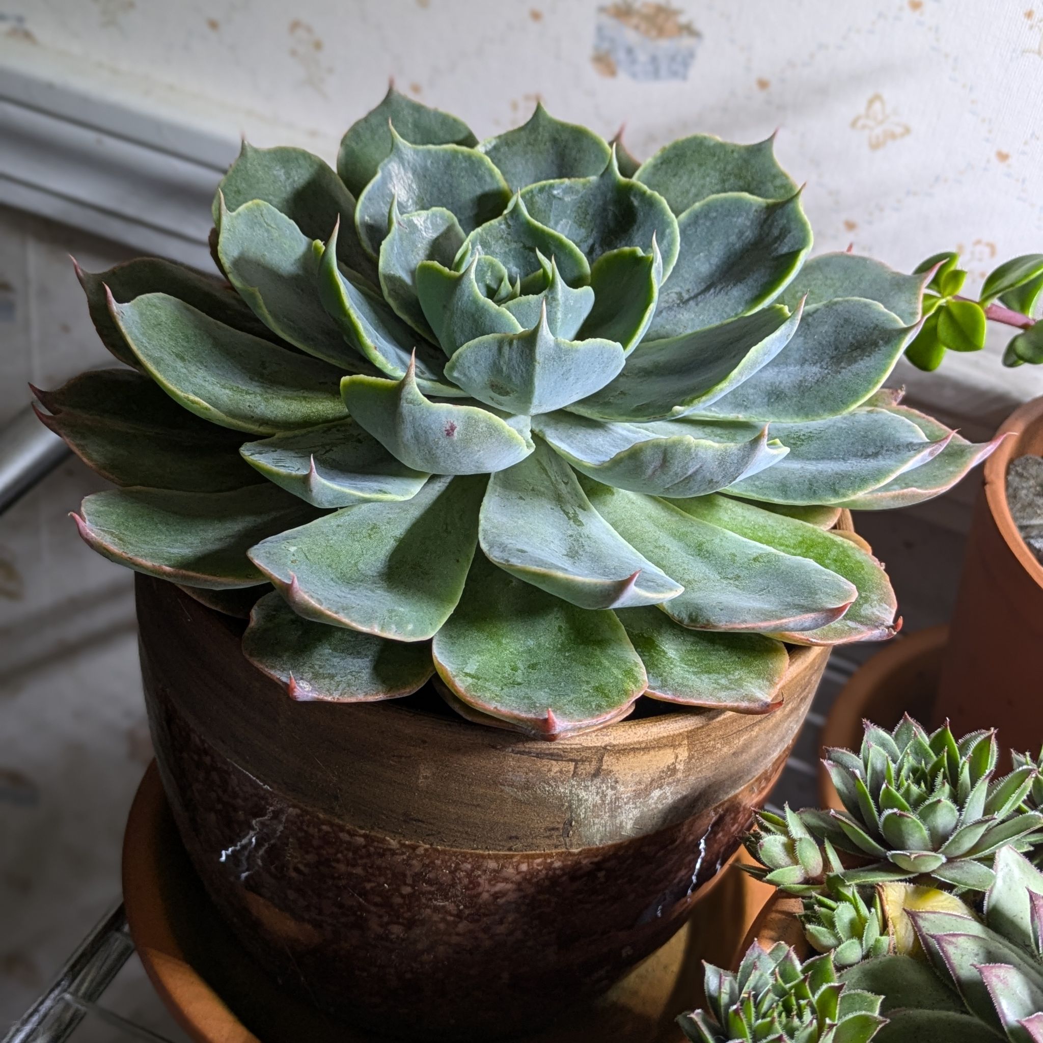 Photo of the plant species Echeveria 'Colorshift' by @SuburbanWitch named Helena on Greg, the plant care app