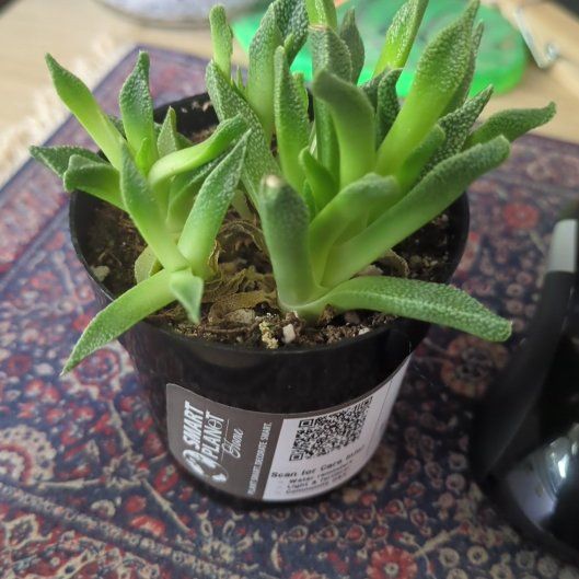 Photo of the plant species Aloinopsis rubrolineata by @SuburbanWitch named LiloStitch on Greg, the plant care app