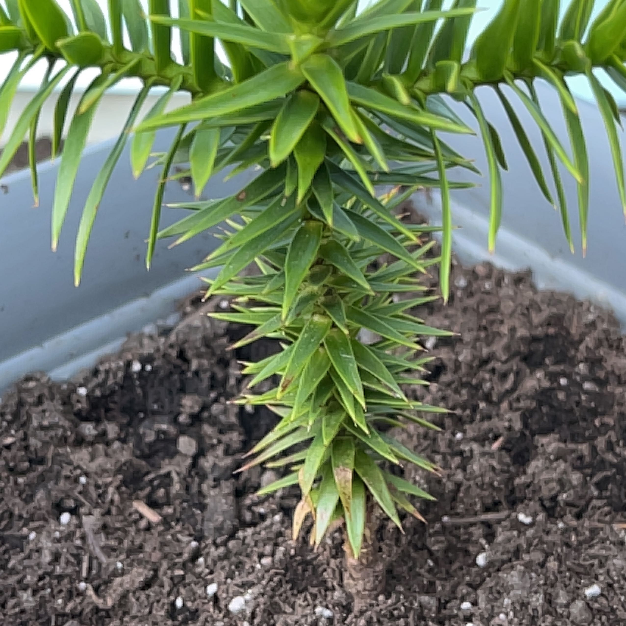 Monkey Puzzle Tree Plant Care: Water, Light, Nutrients | Greg App 🌱