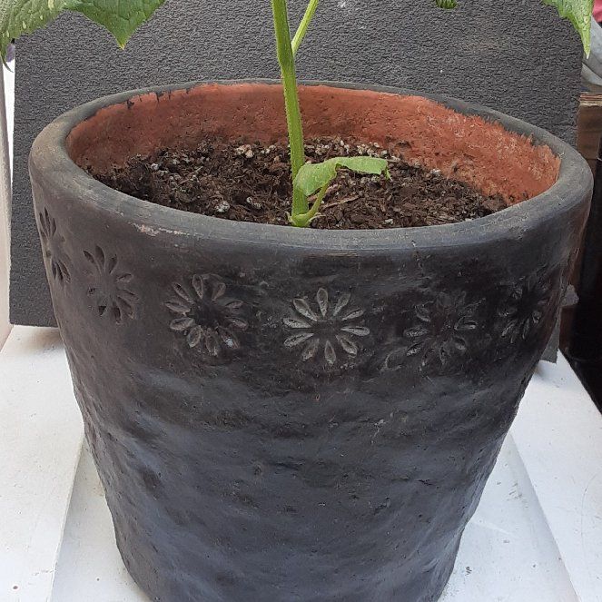 Photo of the plant species Cucumber Straight Eight by @NurseLemonfern named Cu''CUM''ber on Greg, the plant care app