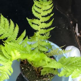 Photo of the plant species Marginal Woodfern by @BackupChamise named Fernie Mercury on Greg, the plant care app