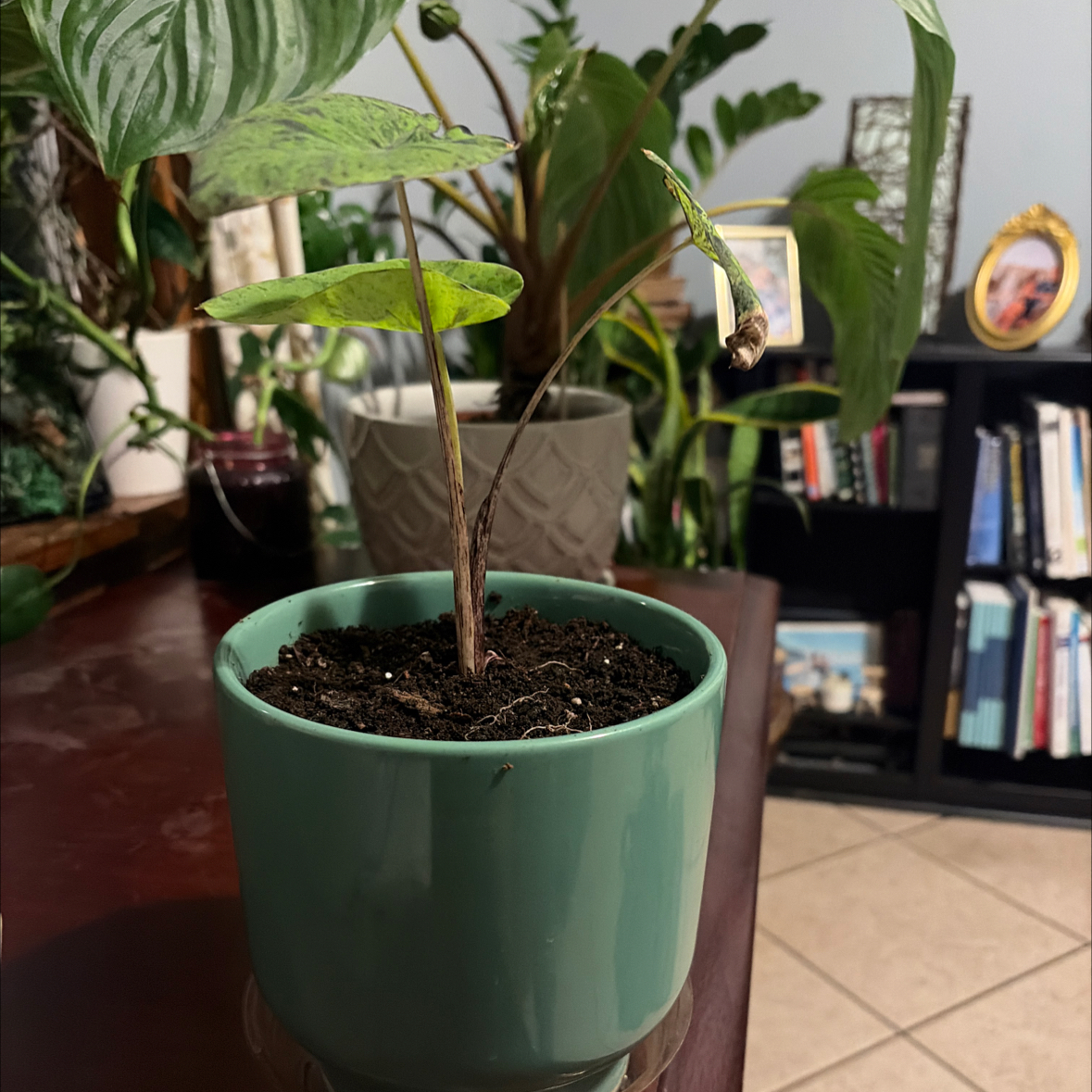Photo of the plant species elephant ear mojito by @AwakeFivespot named Kardashian on Greg, the plant care app