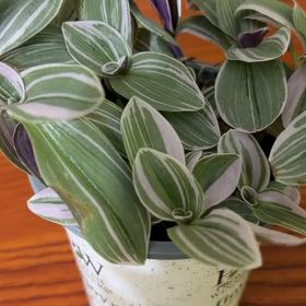 Photo of the plant species Pistachio White by @AwakeFivespot named Khaleesi on Greg, the plant care app
