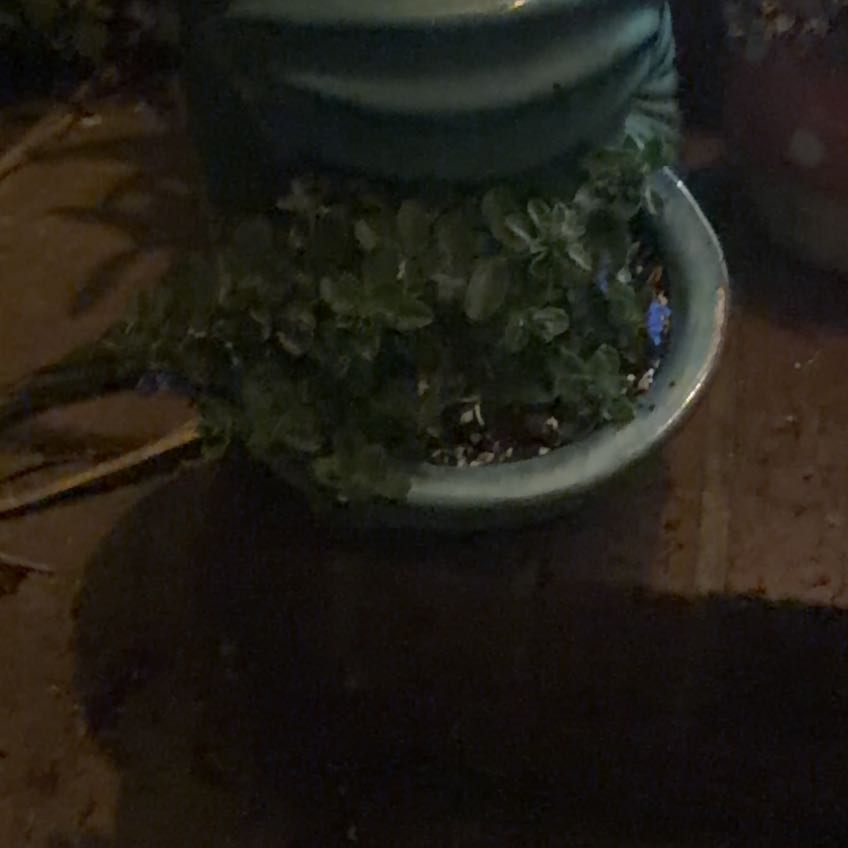 Photo of the plant species Beach Bum Blue by @AwakeFivespot named Anne on Greg, the plant care app