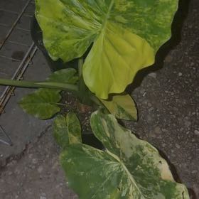 Photo of the plant species Alocasia Variagated by @AwakeFivespot named Ronaldo on Greg, the plant care app