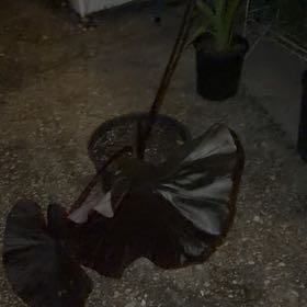 Photo of the plant species Black Magic Elephant Ear by @AwakeFivespot named Leaf Erickson on Greg, the plant care app