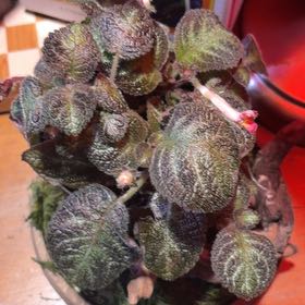 Photo of the plant species Flame Violet by @AwakeFivespot named Fernie Mercury on Greg, the plant care app