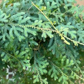 Photo of the plant species Rainbow moss, Peacock fern by @AwakeFivespot named Tupot amaroot on Greg, the plant care app