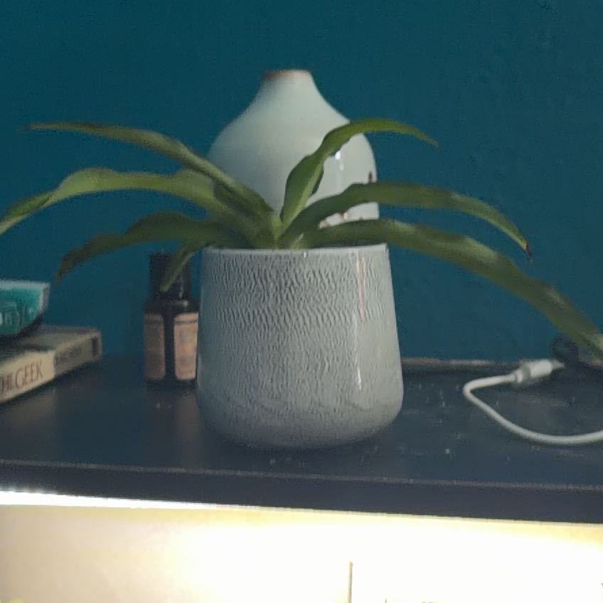 Photo of the plant species Solid Green Spider Plant by @AwakeFivespot named Gregarious on Greg, the plant care app