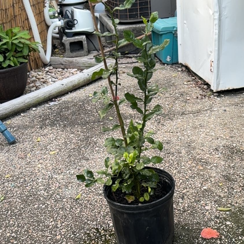 Photo of the plant species Makrut Lime by @AwakeFivespot named Figyonce on Greg, the plant care app